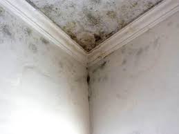 Professional Mold Prevention & Removal  in Clyde, OH