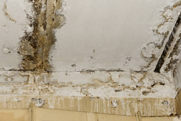 Asbestos and Lead Testing During Mold Inspection in Clyde, OH