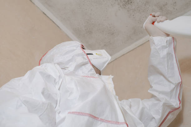 Why You Should Choose Our Mold Remediation Services in Clyde, OH